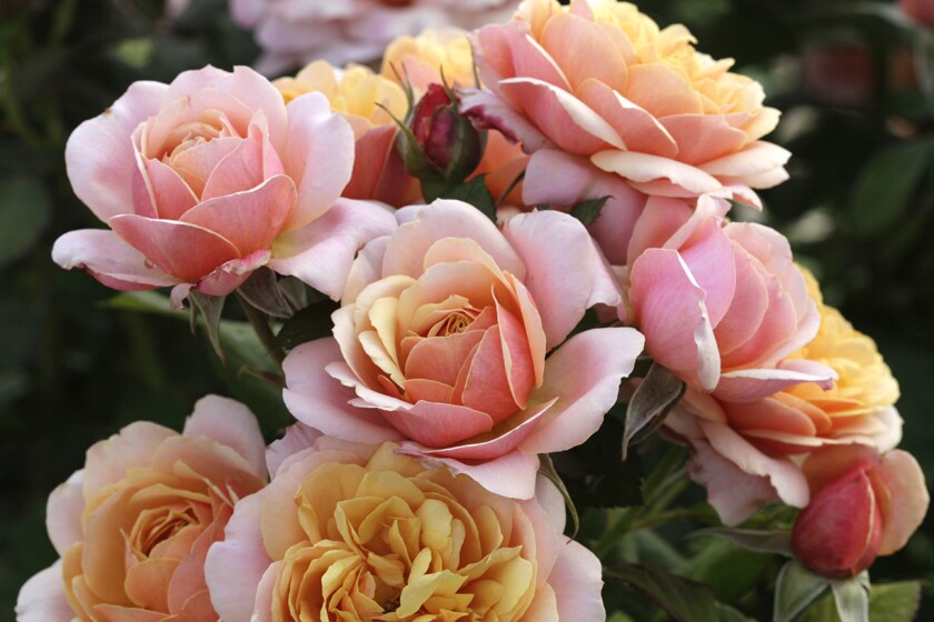 New Rose Varieties For 2020 The San Diego Union Tribune