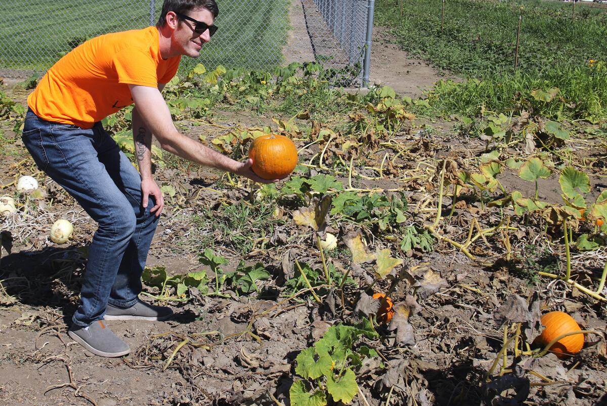 Derrick Ruthless, of Mission Viejo, picks the perfect pumpkin. 