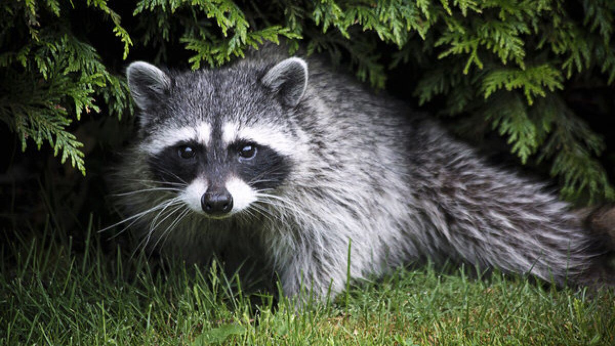 raccoon