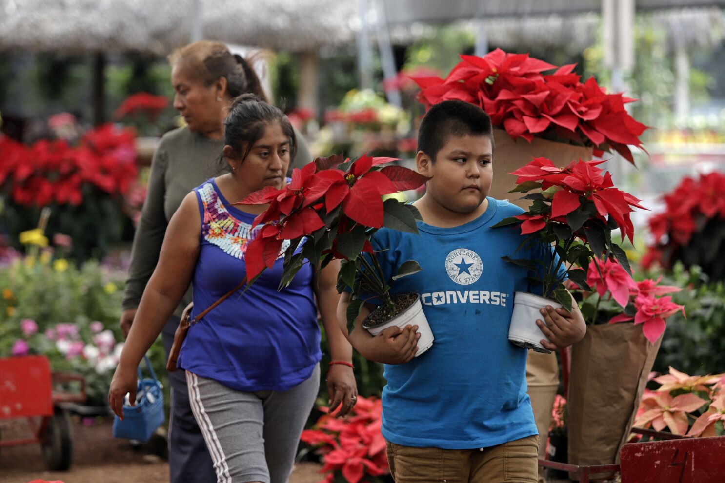 La cosecha de la flor de Nochebuena inicia en México con nuevas variedades  - San Diego Union-Tribune en Español