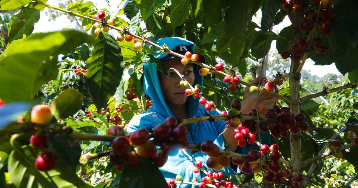 El cambio climático está devastando las fincas cafetaleras de América Central y estimulando la migración El cambio climático está devastando las fincas cafetaleras de América Central y estimulando la migración