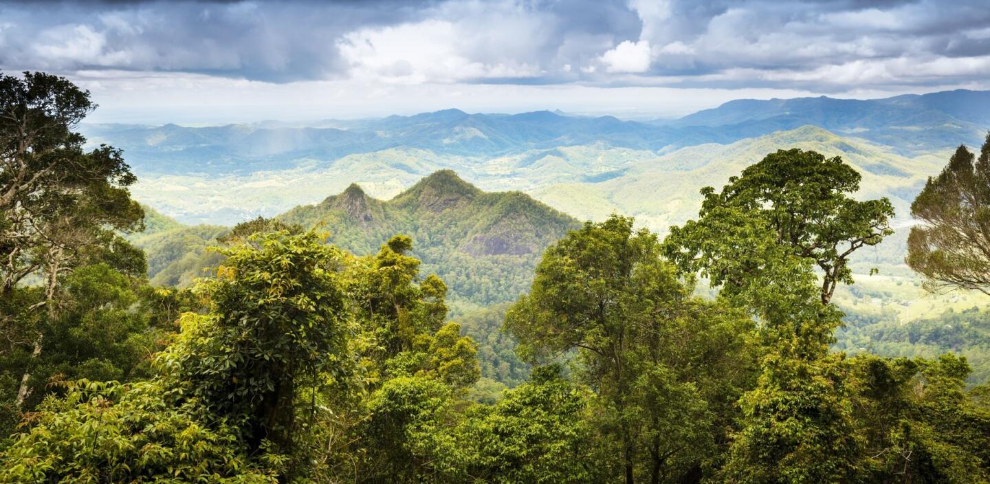 The Queensland rainforests are in the Gold Coast hinterland near Mount Warning, Australia.