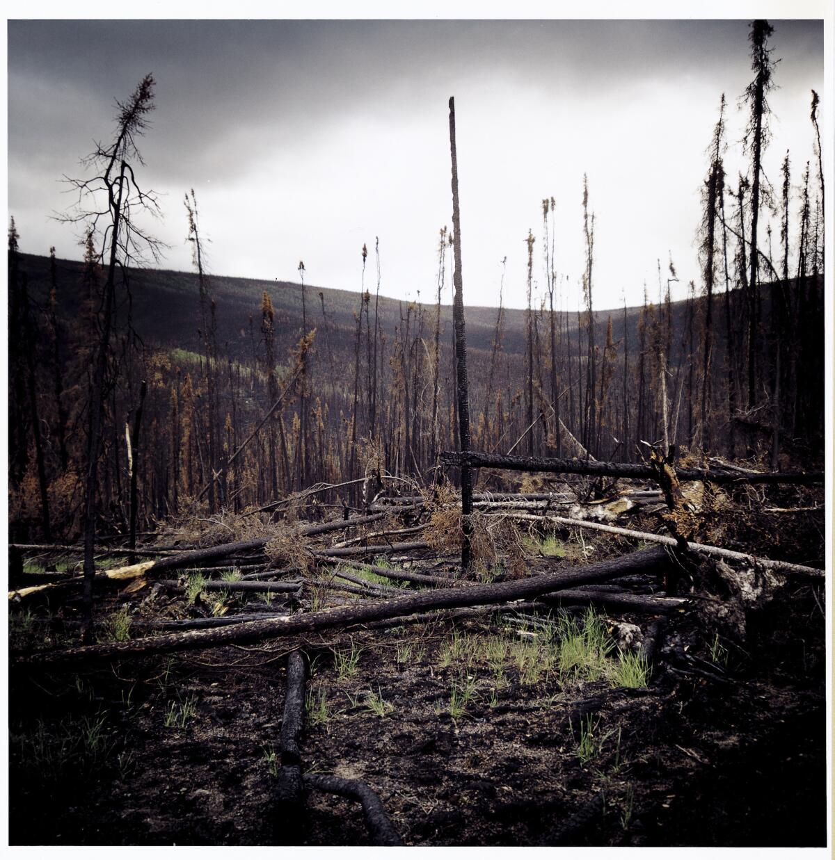Burned forest in Alaska.