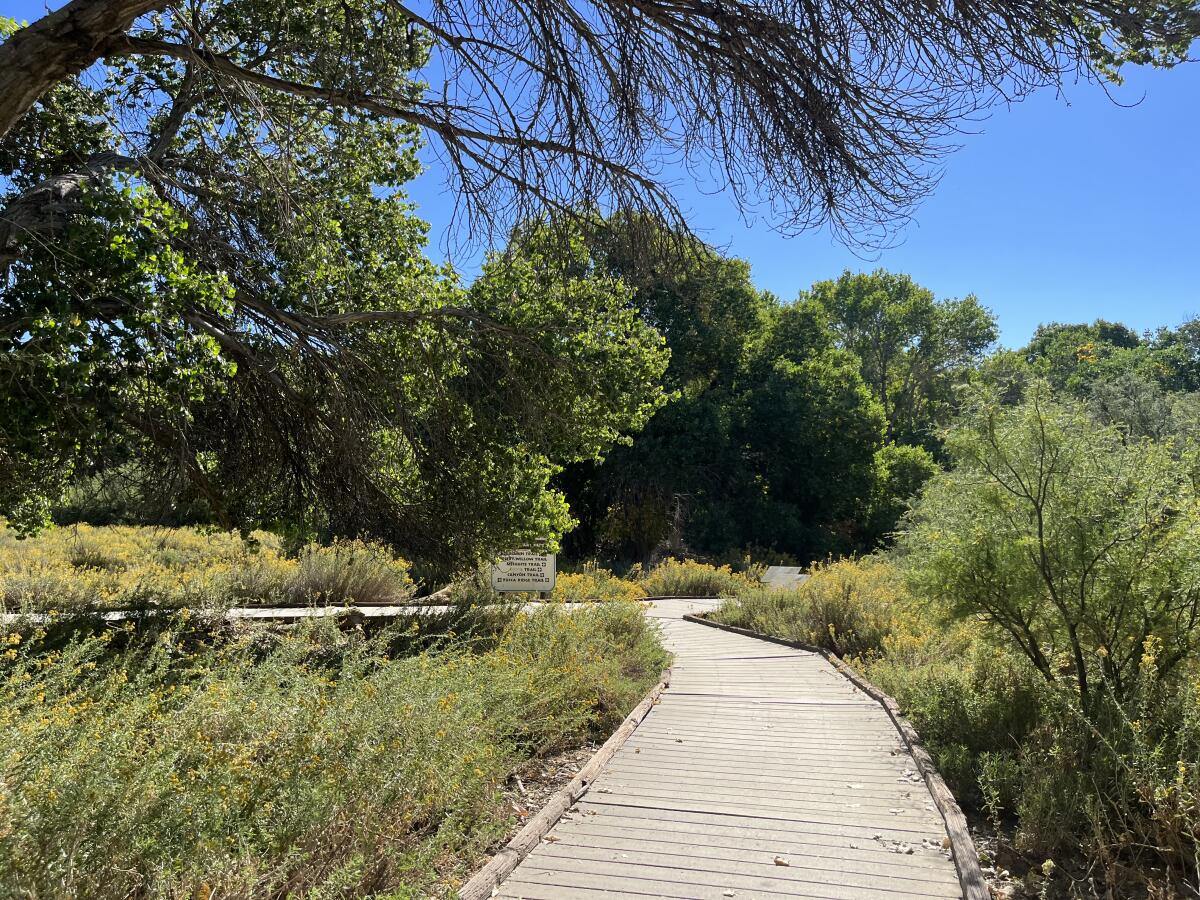 A boardwalk forms one of the hiking trails at Big Morongo Canyon Preserve.