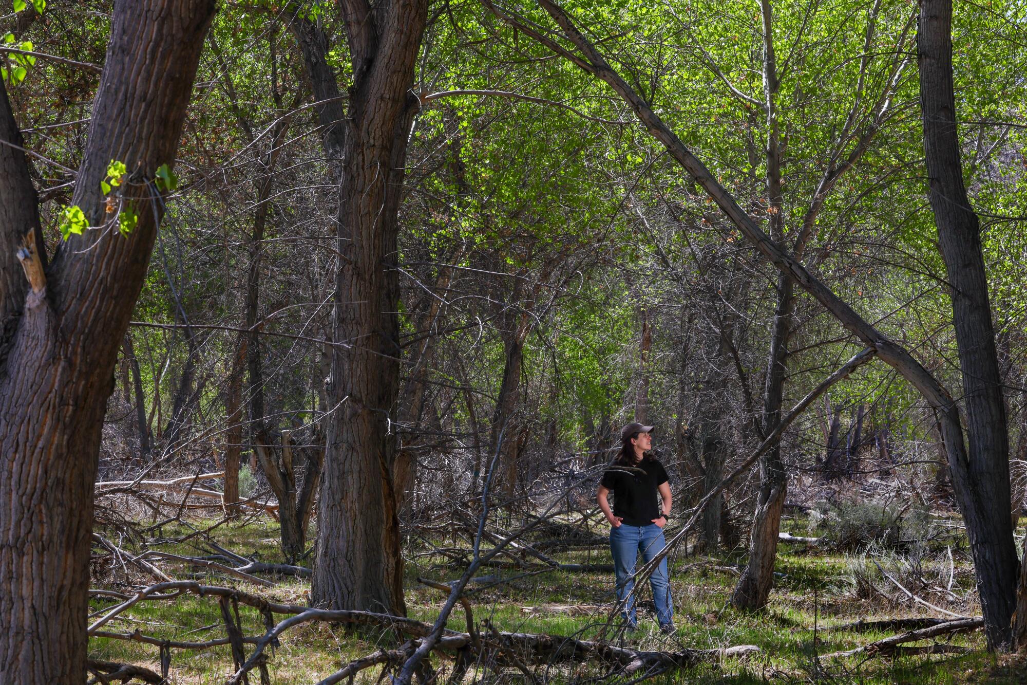 Scientist Melissa Rohde stands in a riparian forest.
