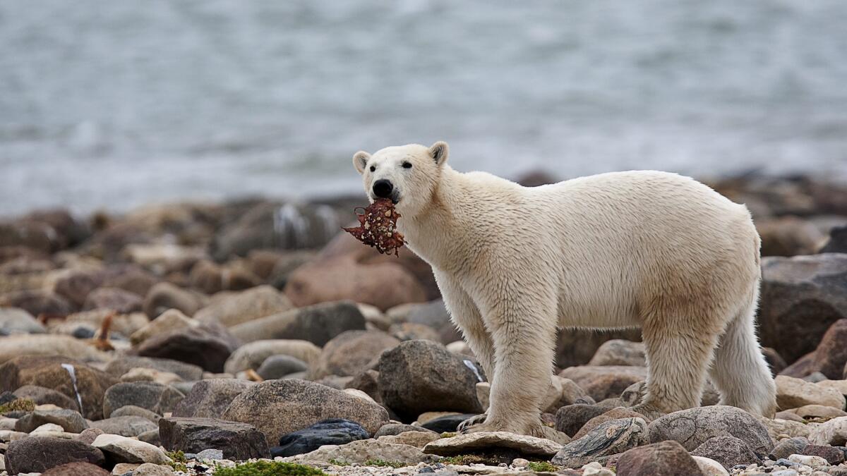 For threatened polar bears, the climate change diet is a losing proposition  - The San Diego Union-Tribune