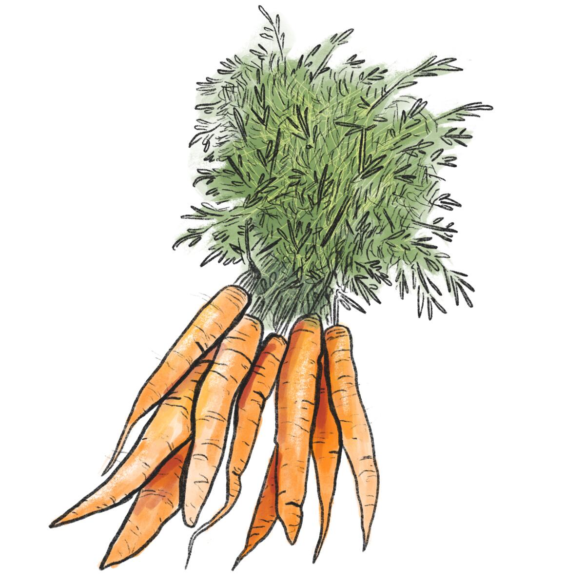 An illustration of a bunch of carrots 