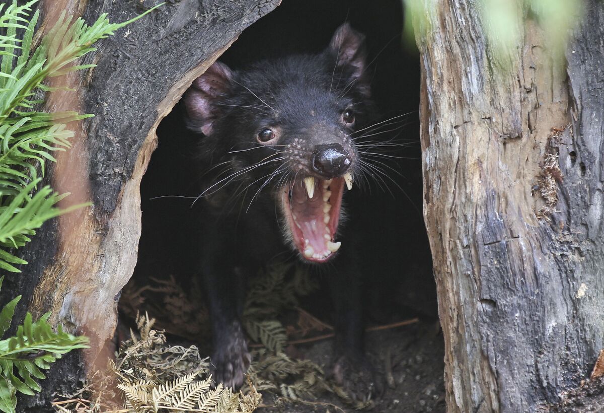 Big John the Tasmanian devil at a zoo in Sydney, Australia