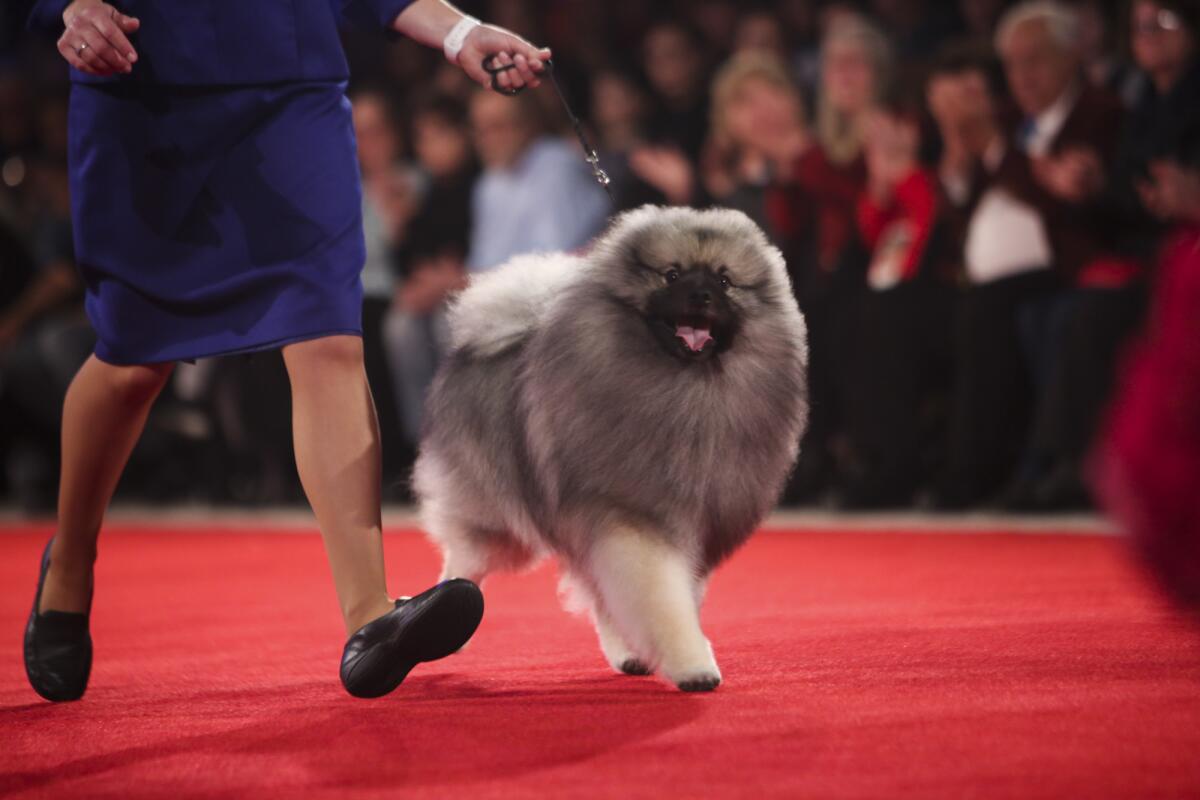 Jean Gauchat Hargis and her Keeshond, Skyline Summerwind Order in the Court, compete in the final seven for Best in Show during the 2018 Beverly Hills Dog Show.