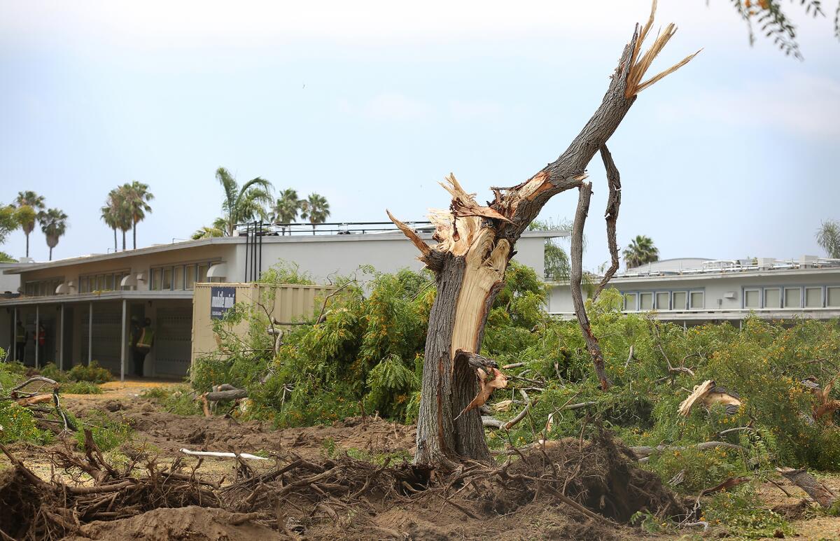 Newport Mesa Unified contractors tore down trees at Ensign Intermediate School on Monday.