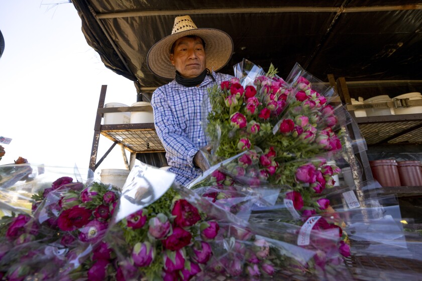 Alberto Valencia places a bundle of ranunculus flowers on a truck at The Flower Fields at Carlsbad Ranch on Feb. 22.