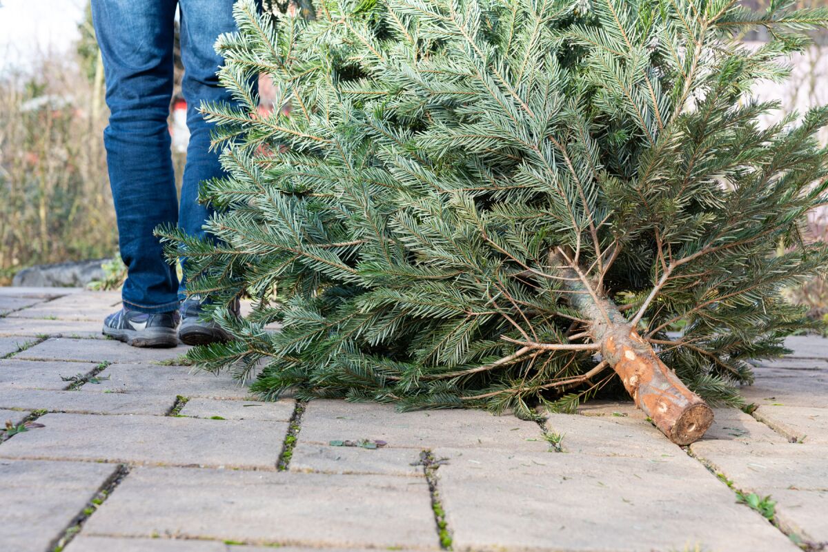 person pulling old Christmas tree for disposal