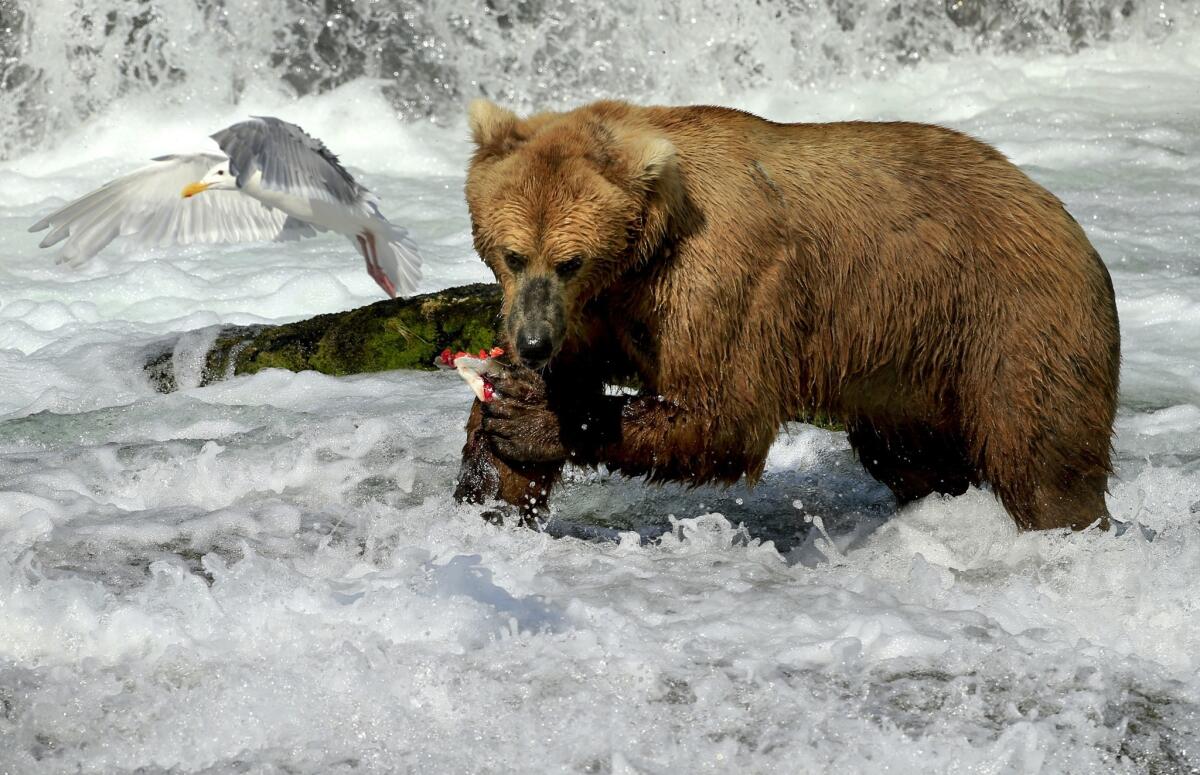 A bear eats a sockeye salmon in shallow water while a gull looks for leftovers.