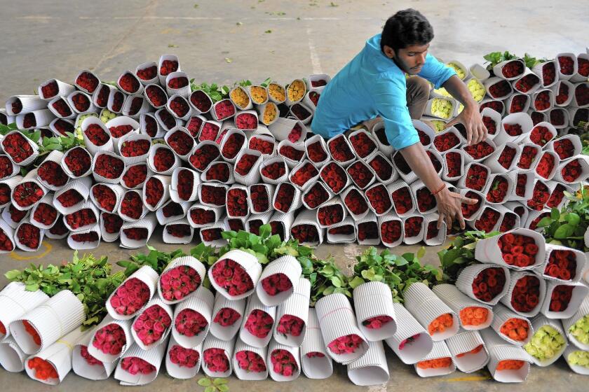 Roses ready for Valentine's Day in India.
