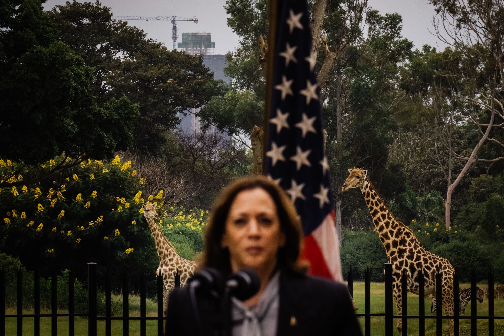 Giraffes are seen in the background as Vice President Kamala Harris holds a press conference.