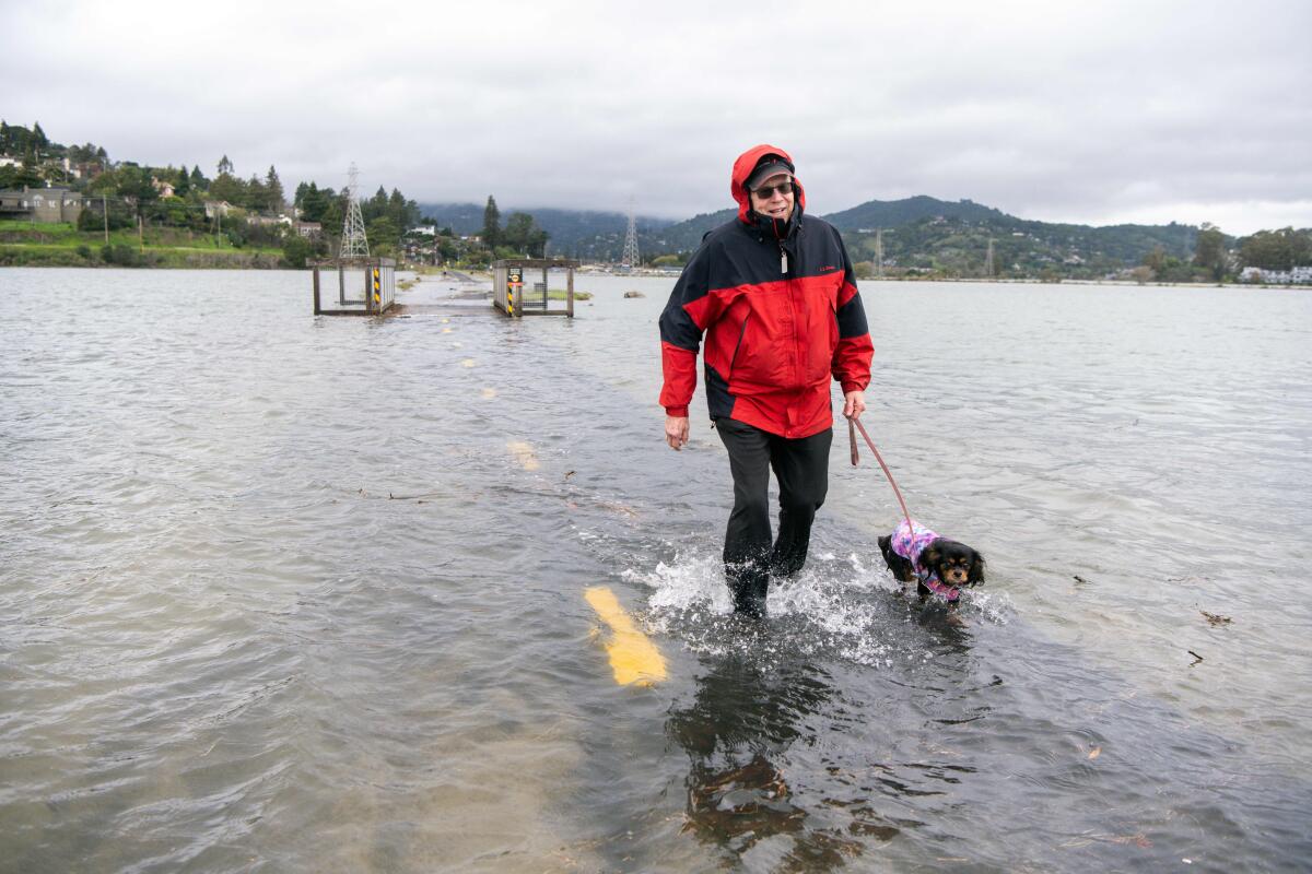 A man walks with his dog along a Sausalito/Mill Valley bike path flooded with ankle-deep water.