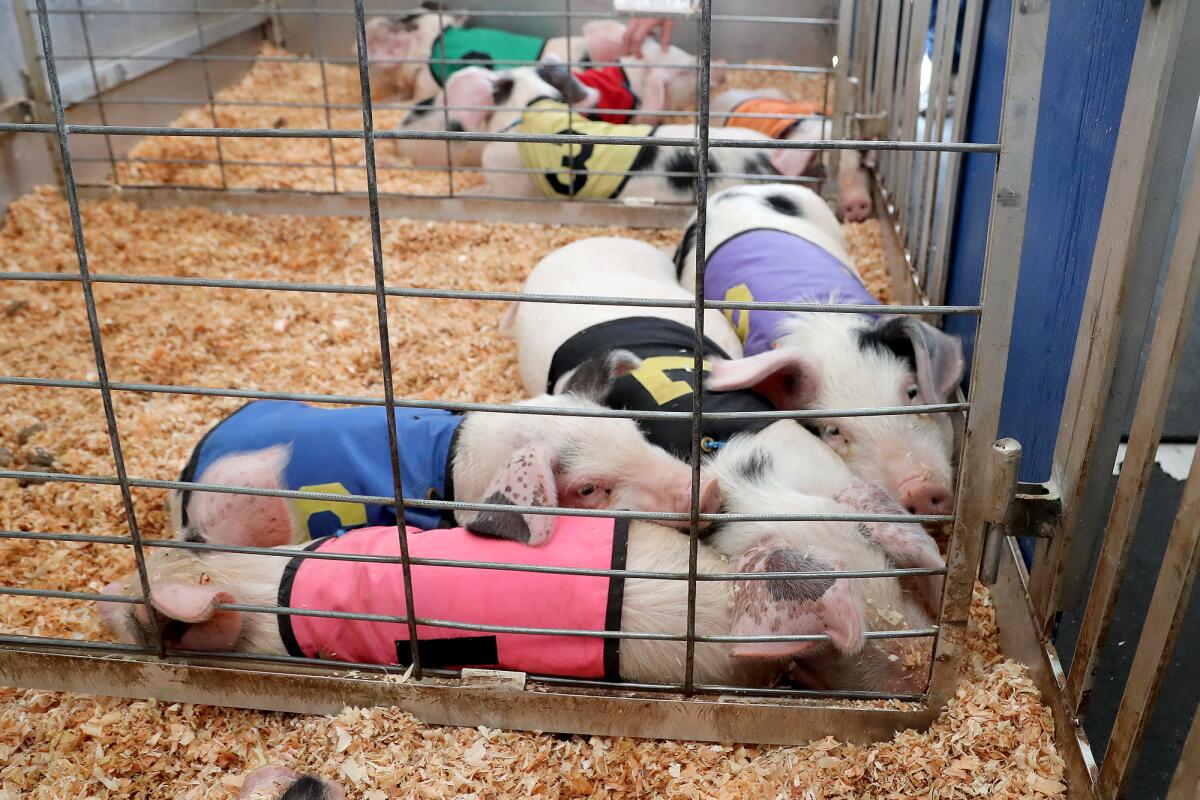 Racing pigs relax in their pen before competing in an All-Alaskan Racing Pigs race on Friday.