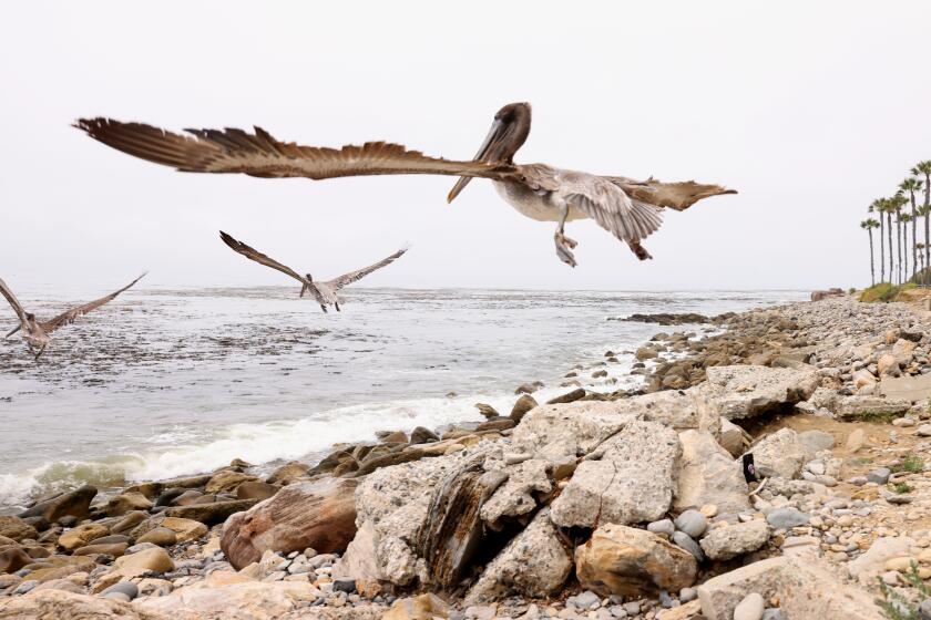 SAN PEDRO-CA-JUNE 5, 2024: International Bird Rescue releases 11 rehabilitated Brown Pelicans in San Pedro, after undergoing weeks of care, on June 5, 2024. The pelicans were among more than 350 starving or injured seabirds found off California waters since mid-April. (Christina House / Los Angeles Times)