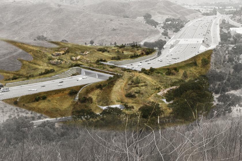 Artist rendering of a proposed $87-million mountain lion bridge spanning the 101 Freeway in Agoura Hills.