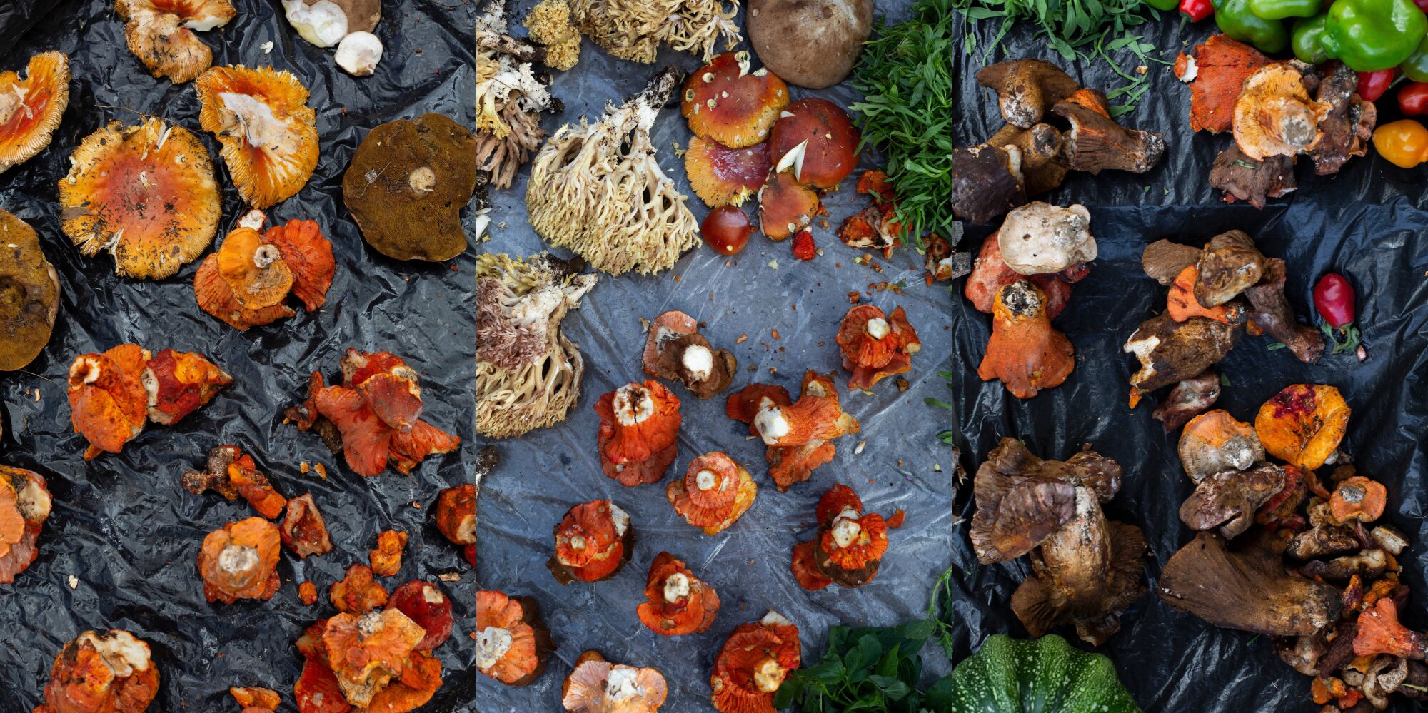 A variety of wild mushrooms