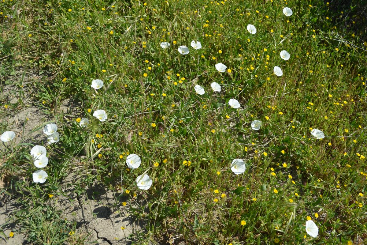 White flowers at Caspers. 