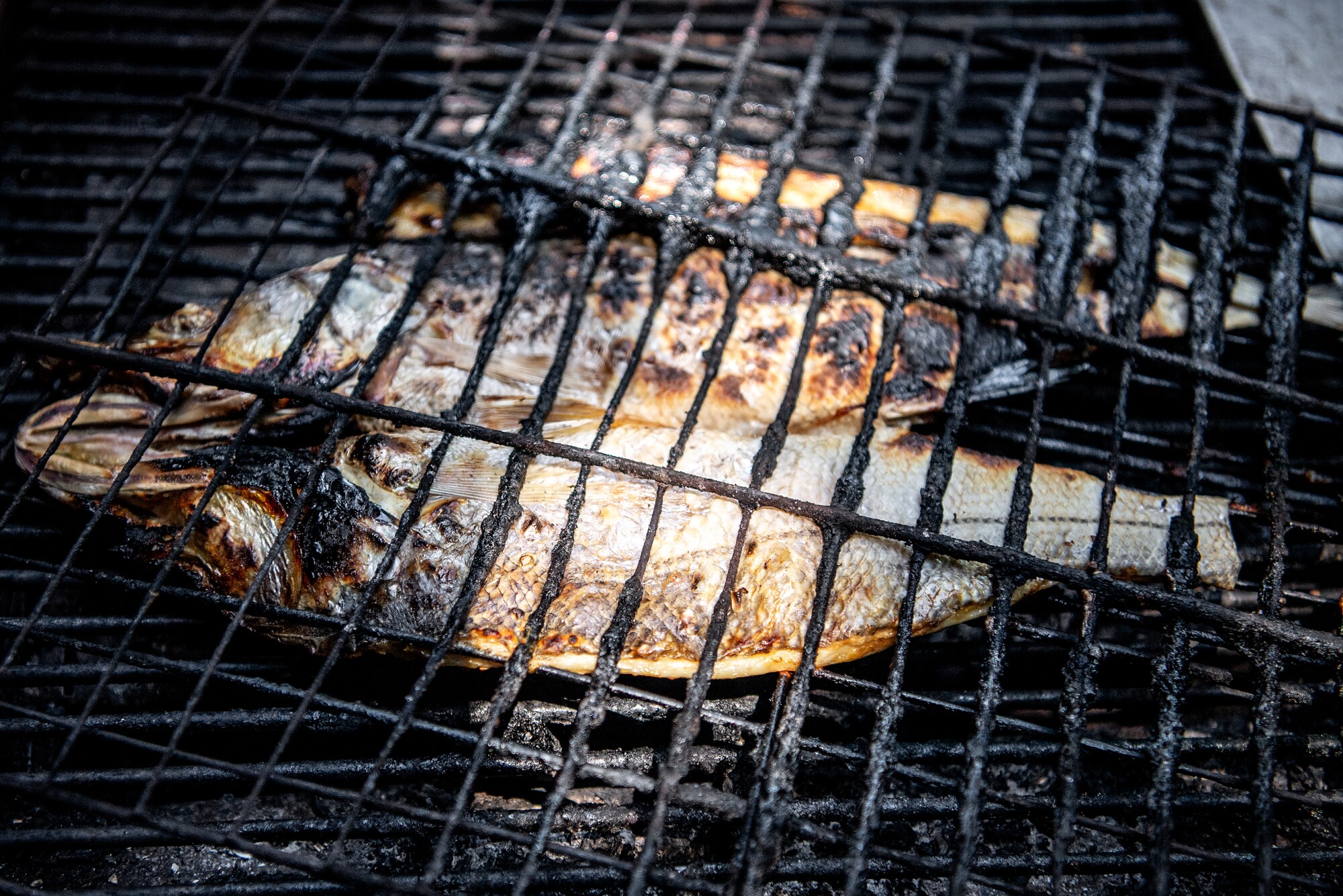 Snook on the grill at 106 Seafood Underground.