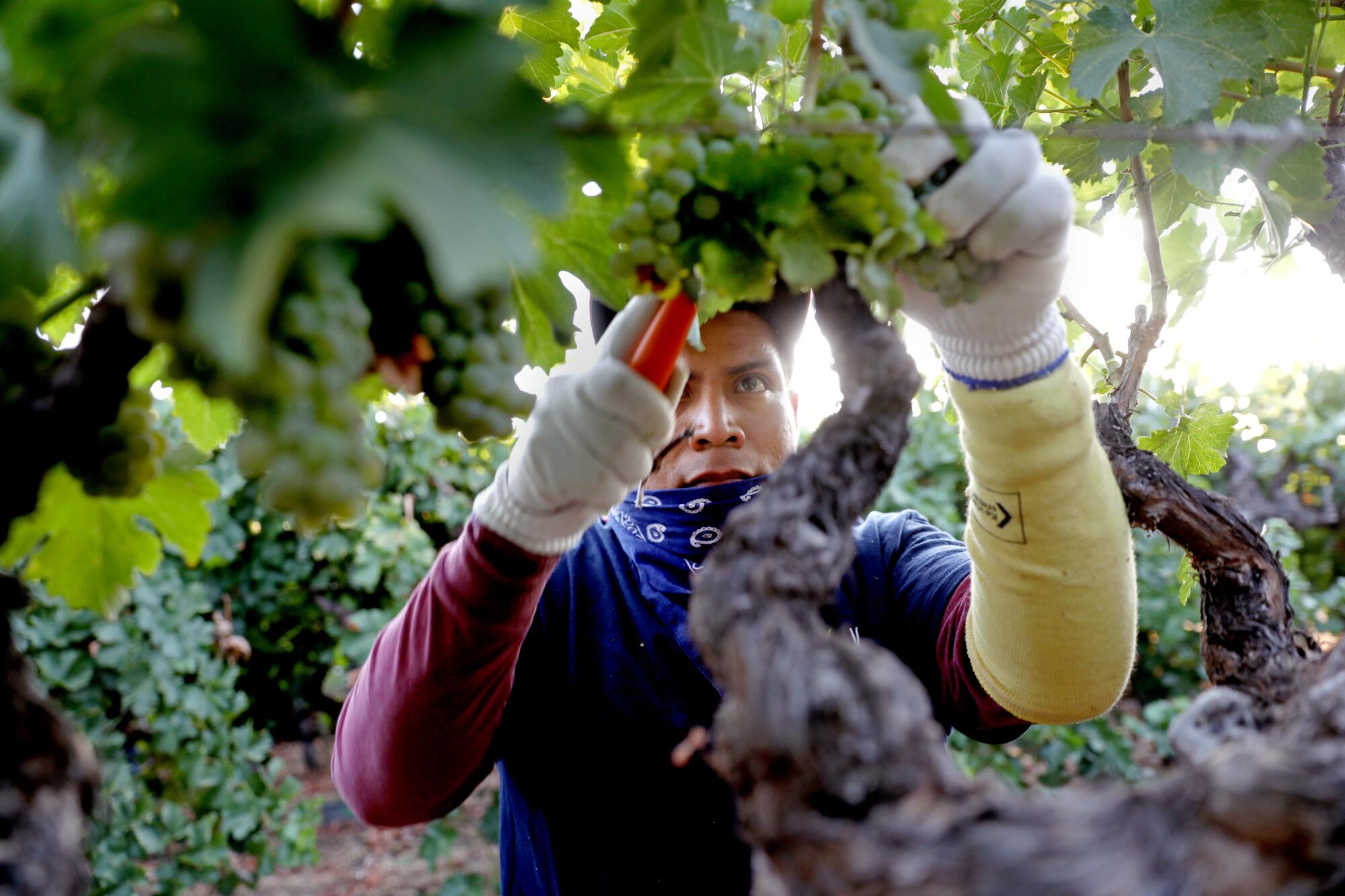 Farmworkers pick white wine grapes grown for Massican Winery.