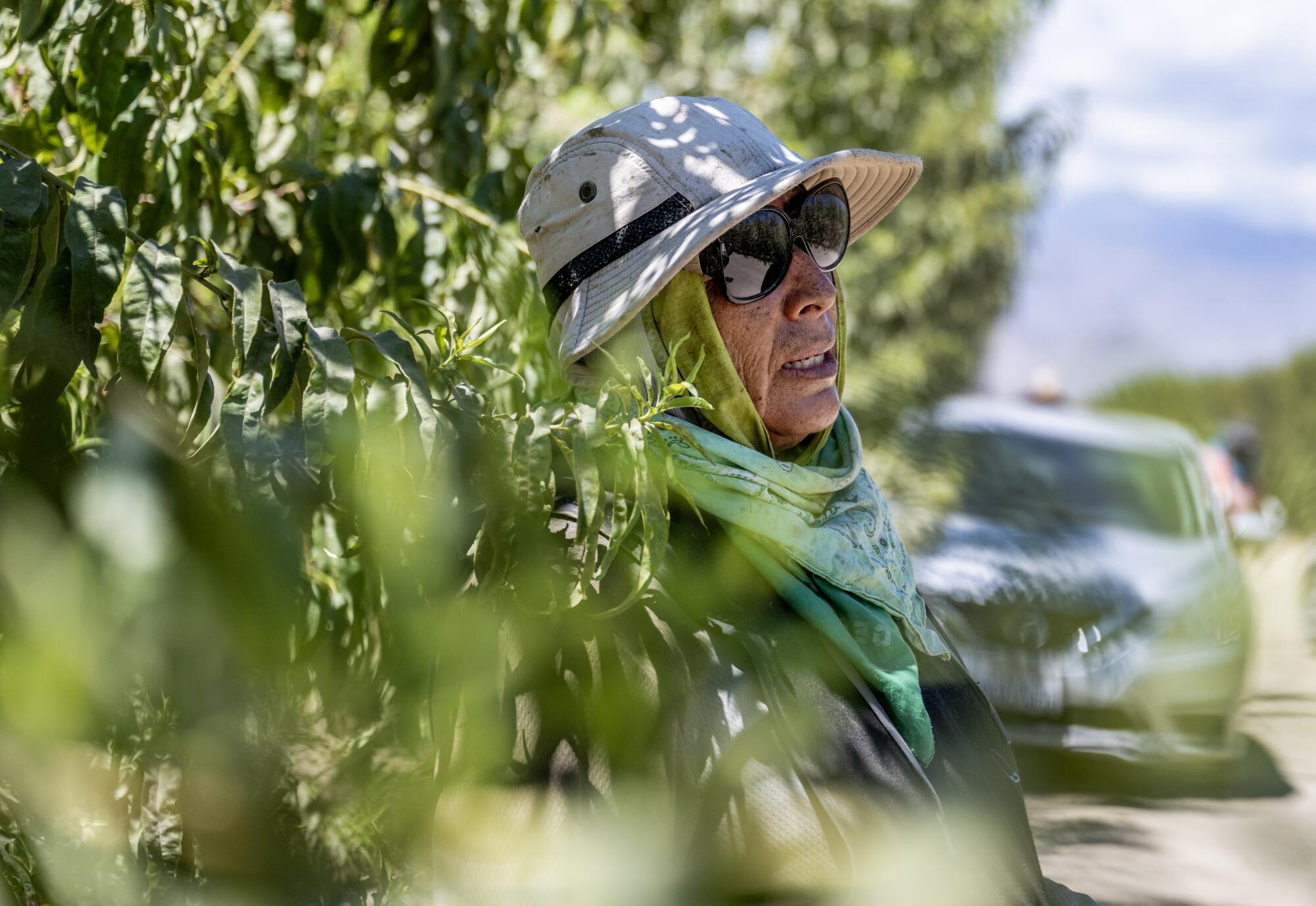 A female farmworker stands next to a peach tree wearing sunglasses, a hat and bandanna.