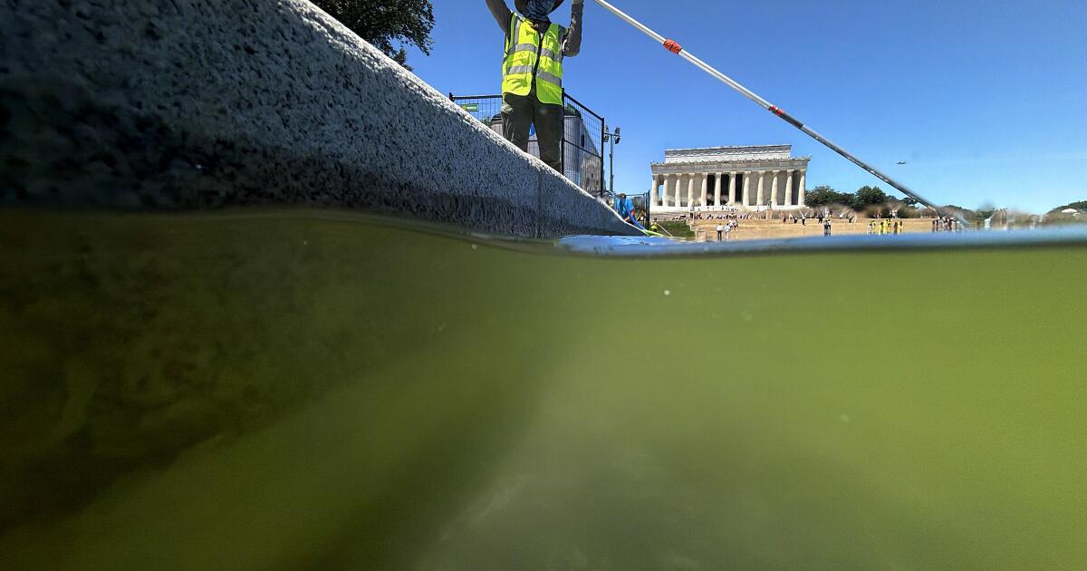 Les algues persistent dans le Reflecting Pool de Washington, DC, malgré les efforts fédéraux pour nettoyer les eaux troubles.