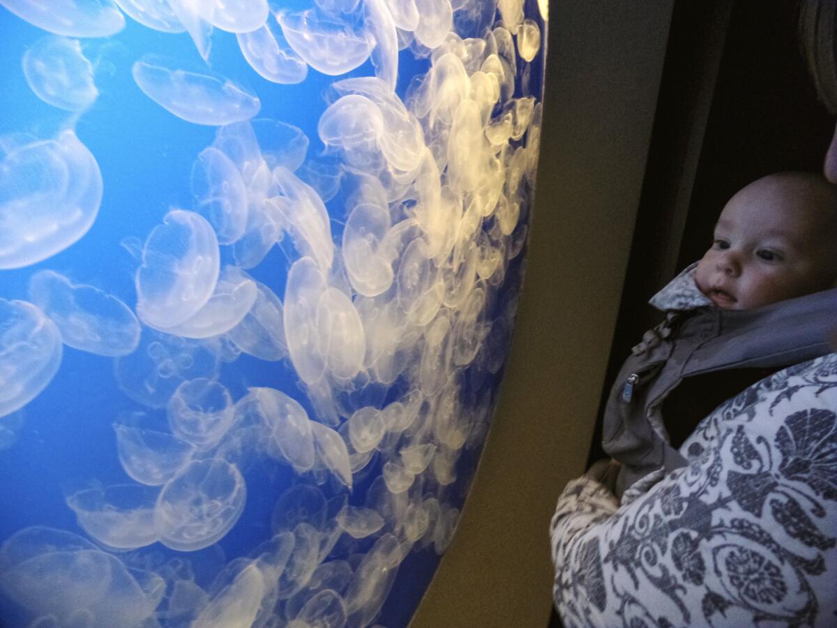 Reporter Mike Morris' baby, Augustus, checking out the moon jellies at the Monterey Bay Aquarium.