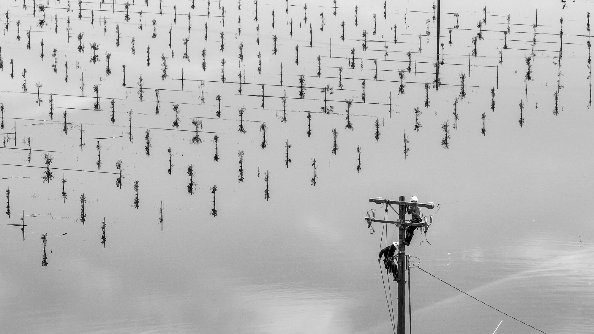Workers atop a utility pole tower above a flooded field lined with orderly rows of tree tips.