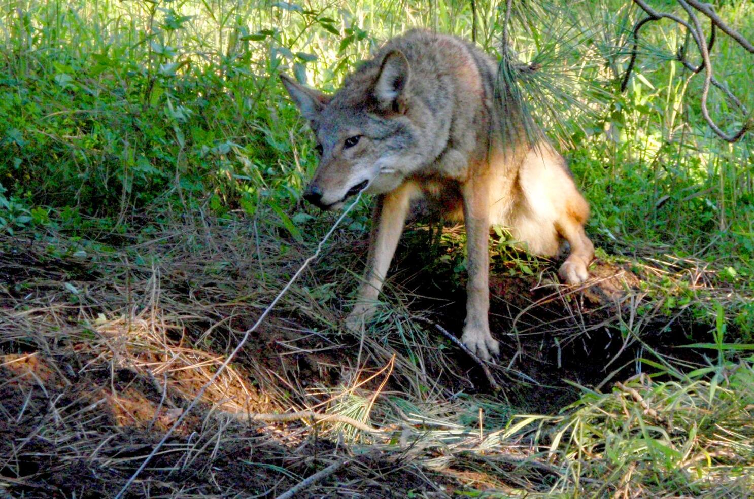 Coyote Snares  The Snare Shop