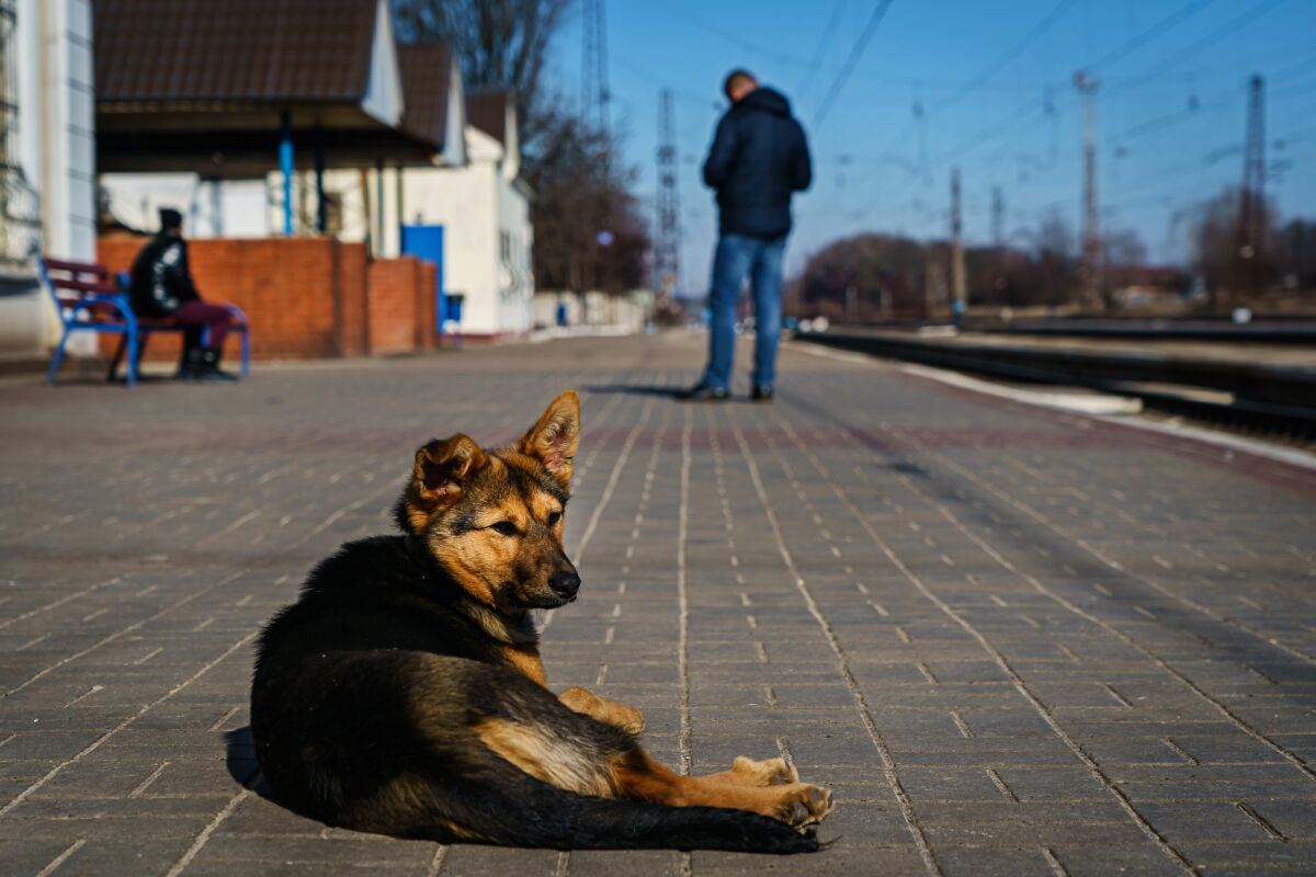 A dog sits on the platform outside the train station 
