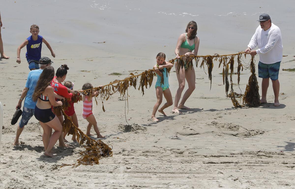 A group of beachgoers play tug of war with a piece of kelp at Main Beach in Laguna Beach on Tuesday.