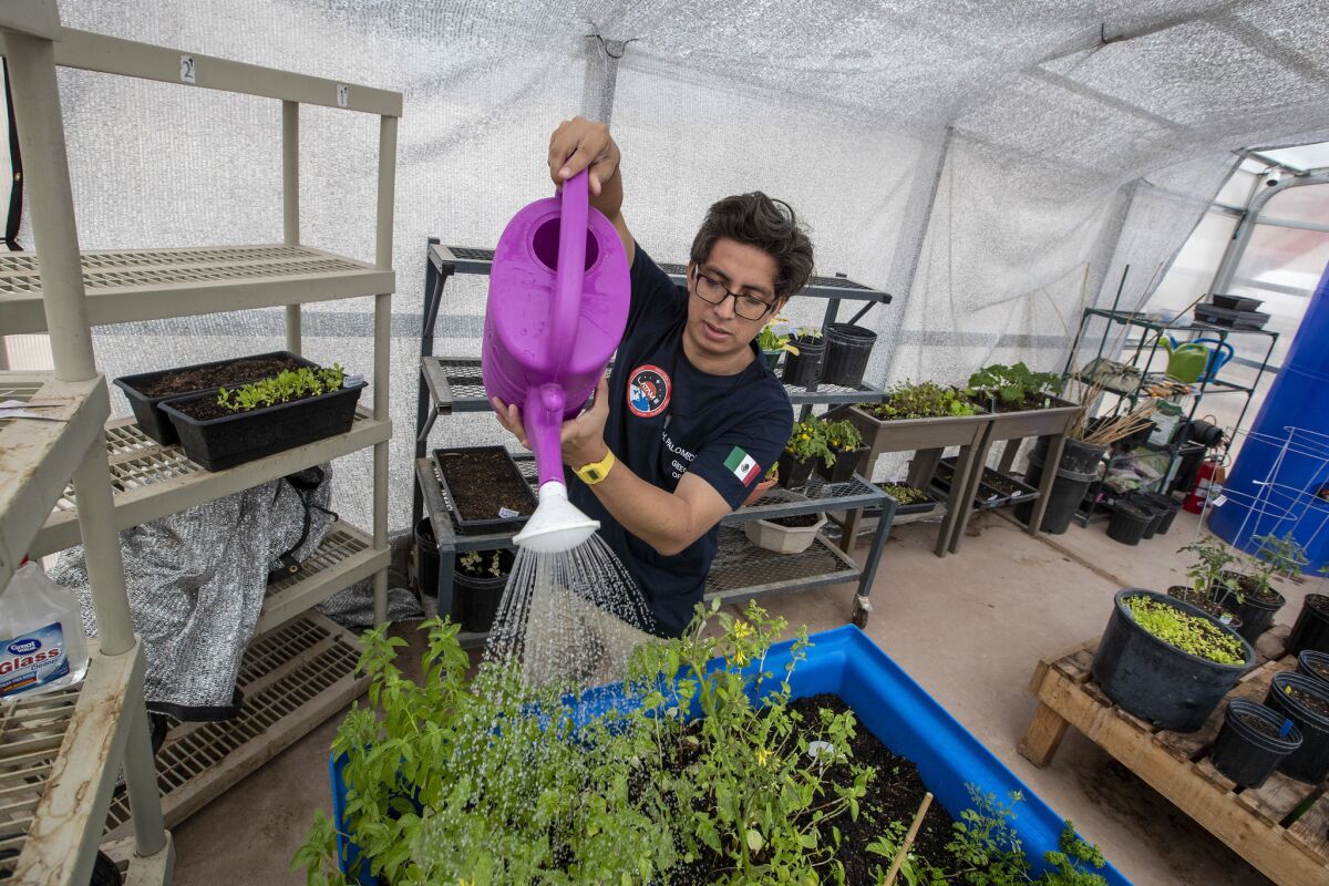 Greenhab officer Hector Palomuque waters herbs inside the greenhouse at the Mars Society's Mars Desert Research Station. (Brian van der Brug / Los Angeles Times)