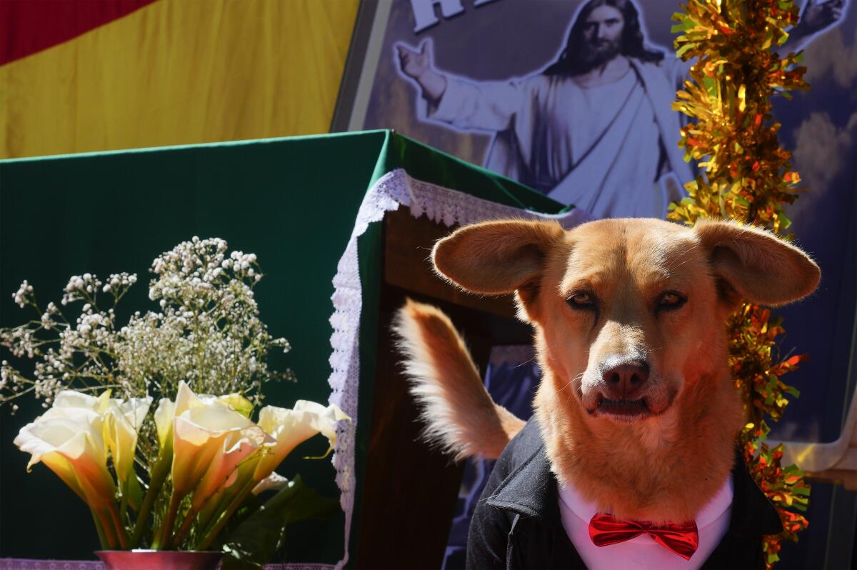 Un perro vestido de esmoquin asiste a una misa en la iglesia del Cuerpo de Cristo 