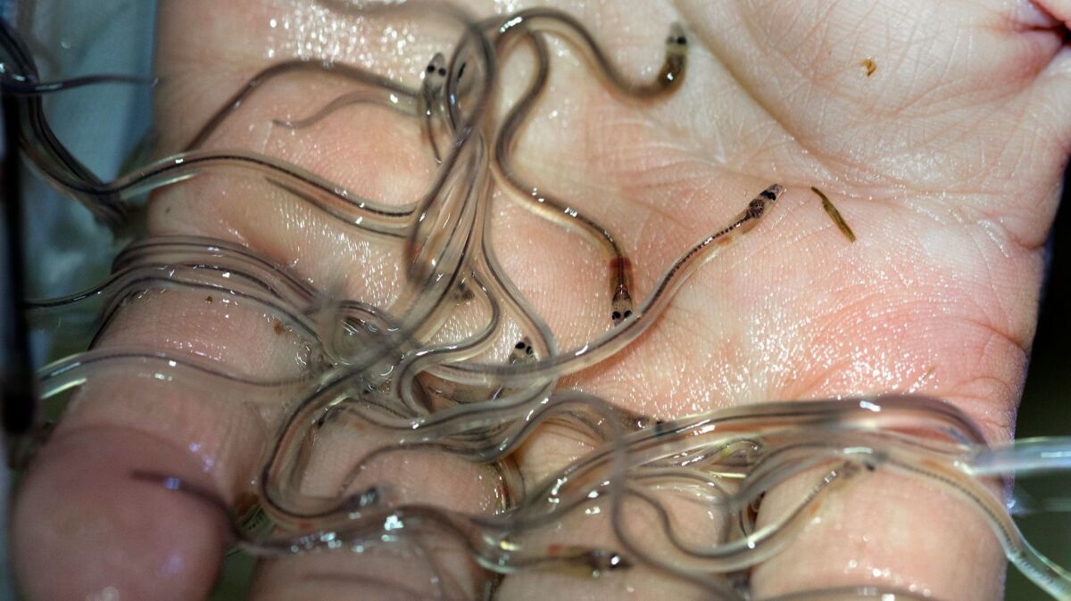 American glass eels are highly sought for their sale to Asian countries, especially China.