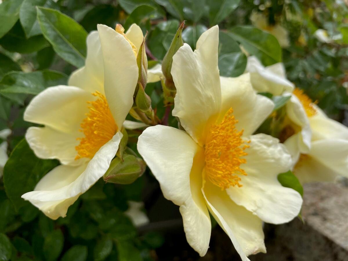 ‘Mermaid’ has a single bloom, with 4 to 8 yellow petals.