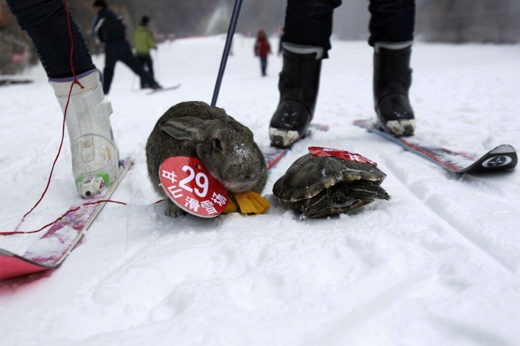 OK, it was a pet rabbit. But still, the jumper lost to the competitor in the shell in a skiing competition held for pets and their owners in northern China.