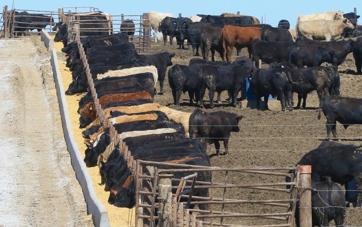Cattle held in a feedlot near Memphis, Neb. on March 31. California has similar feedlots.