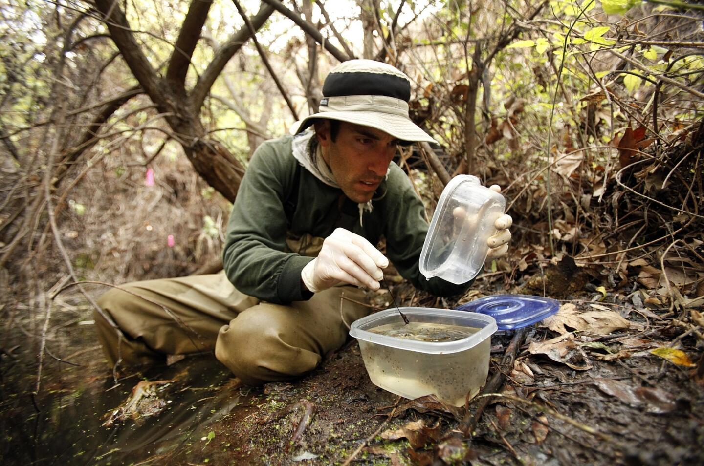Mark Mendelsohn, a biologist with the National Park Service, closely examines California red-legged frog egg masses that were collected in the Upper Las Virgenes Canyon Open Space Preserve for eventual transport to a wetlands habitat in the Santa Monica Mountains.