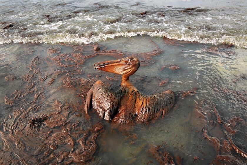 Weeks after the BP spill in the Gulf of Mexico in 2010, a pelican mired in oil struggled to survive in Louisiana.
