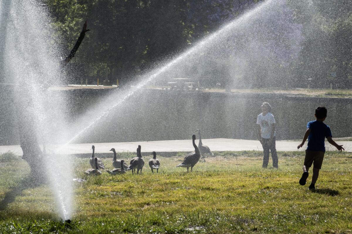 Children play in sprinklers near Canada geese on a grassy patch near a lake