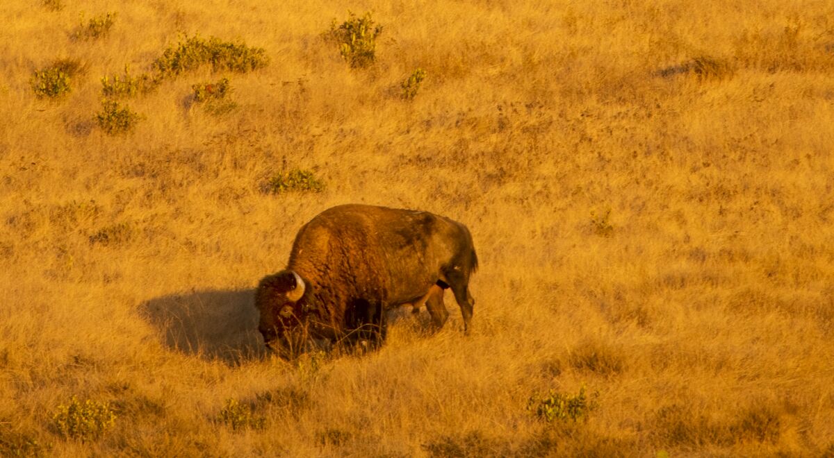 A North American Bison roams free and grazes near Little Harbor campground in Catalina