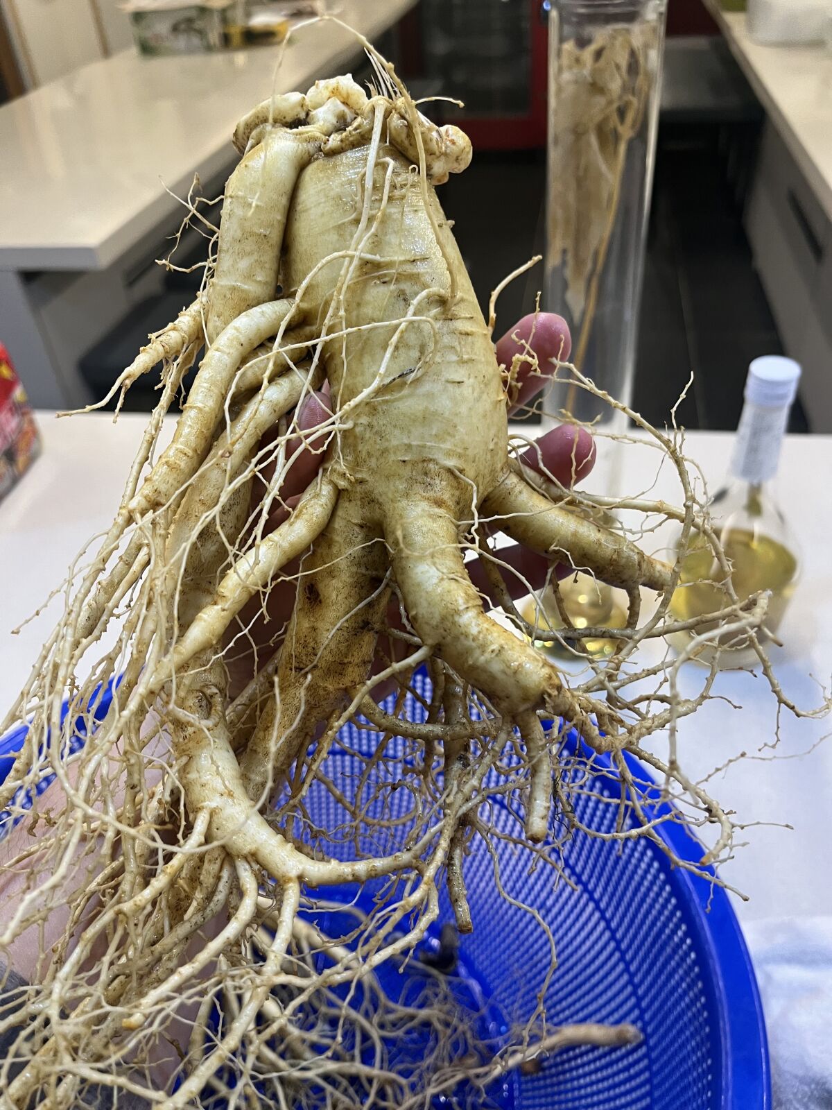 a large root 