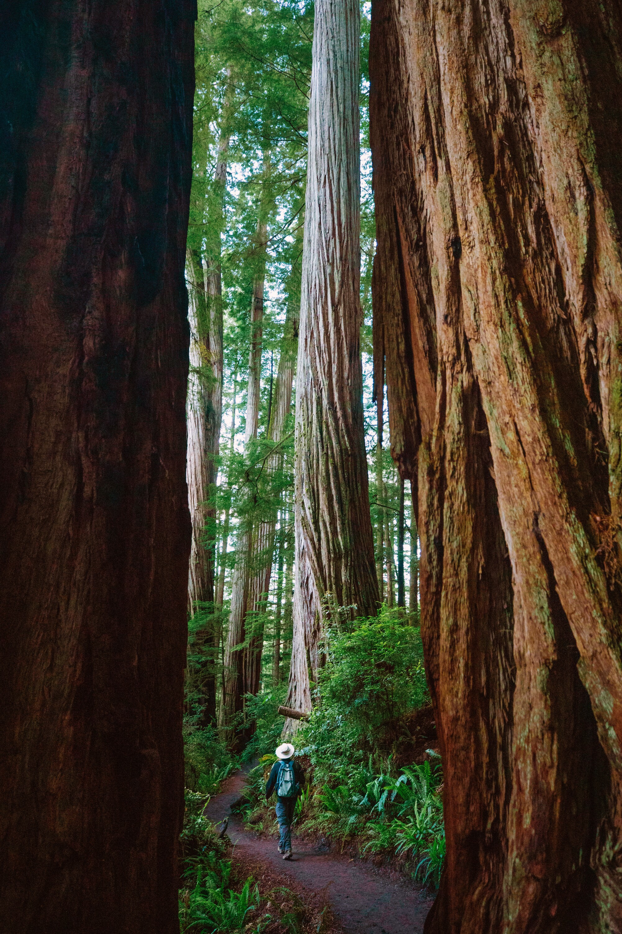 A hiker walks through tall redwood trees.