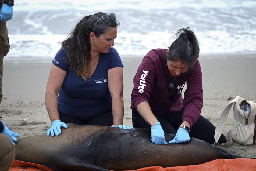 This photo provided by Vandenberg Space Force Base shows Channel Island Marine & Rescue Institute volunteers working alongside Vandenberg personnel collect a urine sample from a beached sea lion to perform rapid testing and confirm for domoic acid ingestion on Surf Beach at Vandenberg Space Force Base, Calif., on Monday, July 29, 2024. (Airman 1st Class Olga Houtsma/U.S. Space Force via AP)