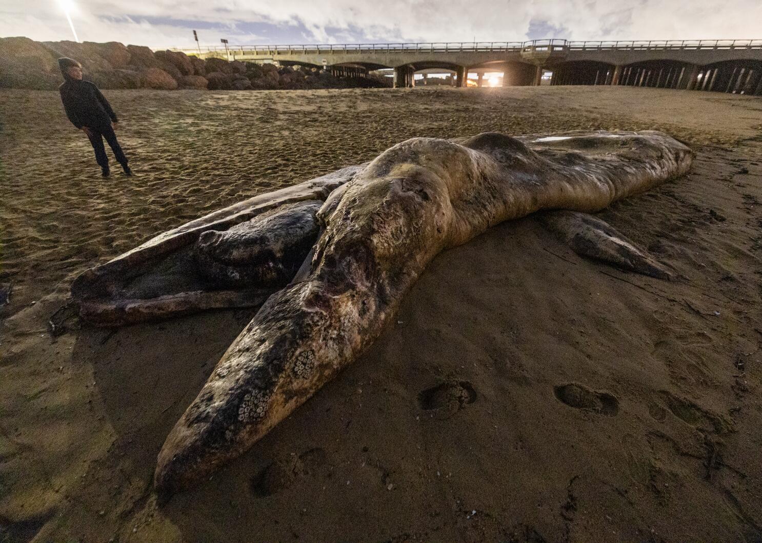 Decaying gray whale washes up on Orange County beach - Los Angeles Times