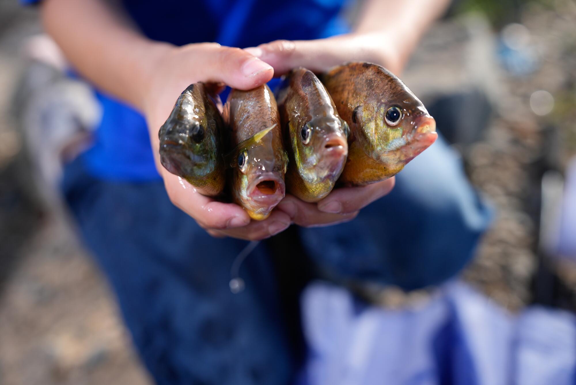 Christopher Marquez holds a set of bluegill fish his family caught in the Clifton Court Forebay in Byron.