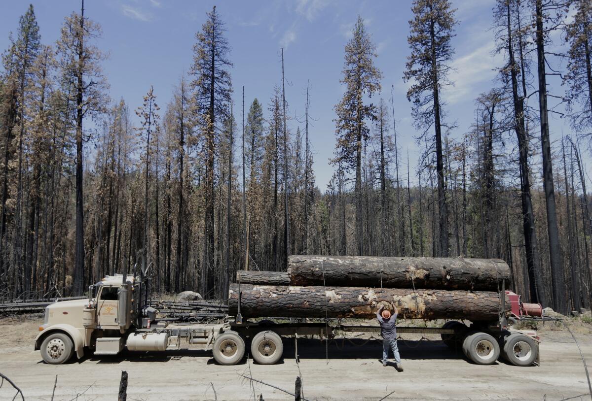 Fallen trees, harvested from the Rim Fire, are chained down before being removed, near Bucks Meadow, Calif.